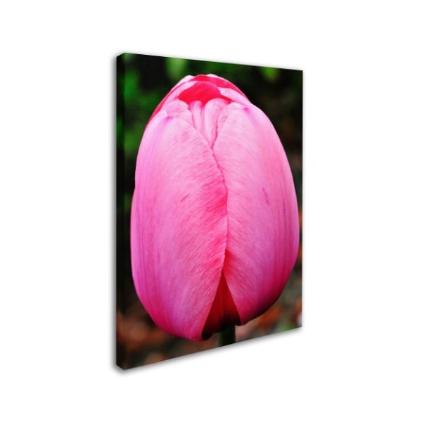 Kurt Shaffer 'Perfect Pink Tulip' Canvas Art,14x19